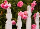 Oregon-Cannon Beach with gardens and white picket fences and pink roses Art Print